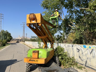 Un operari treballant en la poda de branques.