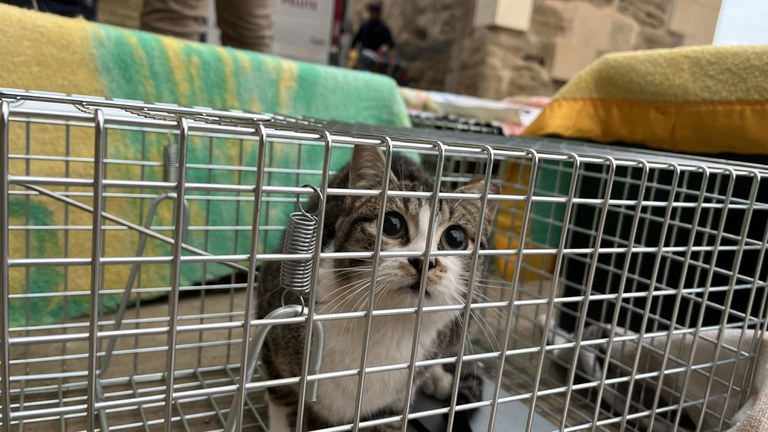 Gat a la gàbia just abans de ser retornat