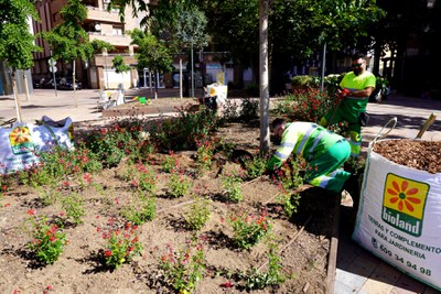 Els operaris treballaven aquest matí en la plantació a la plaça Pare Sanahuja.