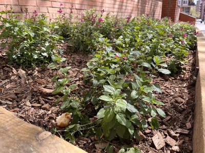 Millora de l’enjardinament als blocs Germanor.