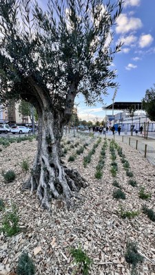 Vegetació al nou tram de l'av. Doctor Fleming.