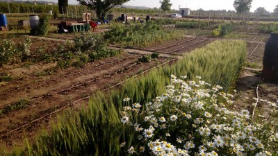 L’Ajuntament de Lleida ha obert, fins al pròxim 1 de febrer, una nova convocatòria per obtenir un Hort Familiar a la partida de Rufea..
