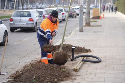 Un operari treballa en la plantació d'un arbre.