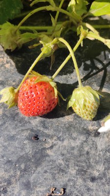 Un detall de dues maduixes de l'Horta de Lleida.