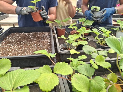 Els joves manipulant els testos.