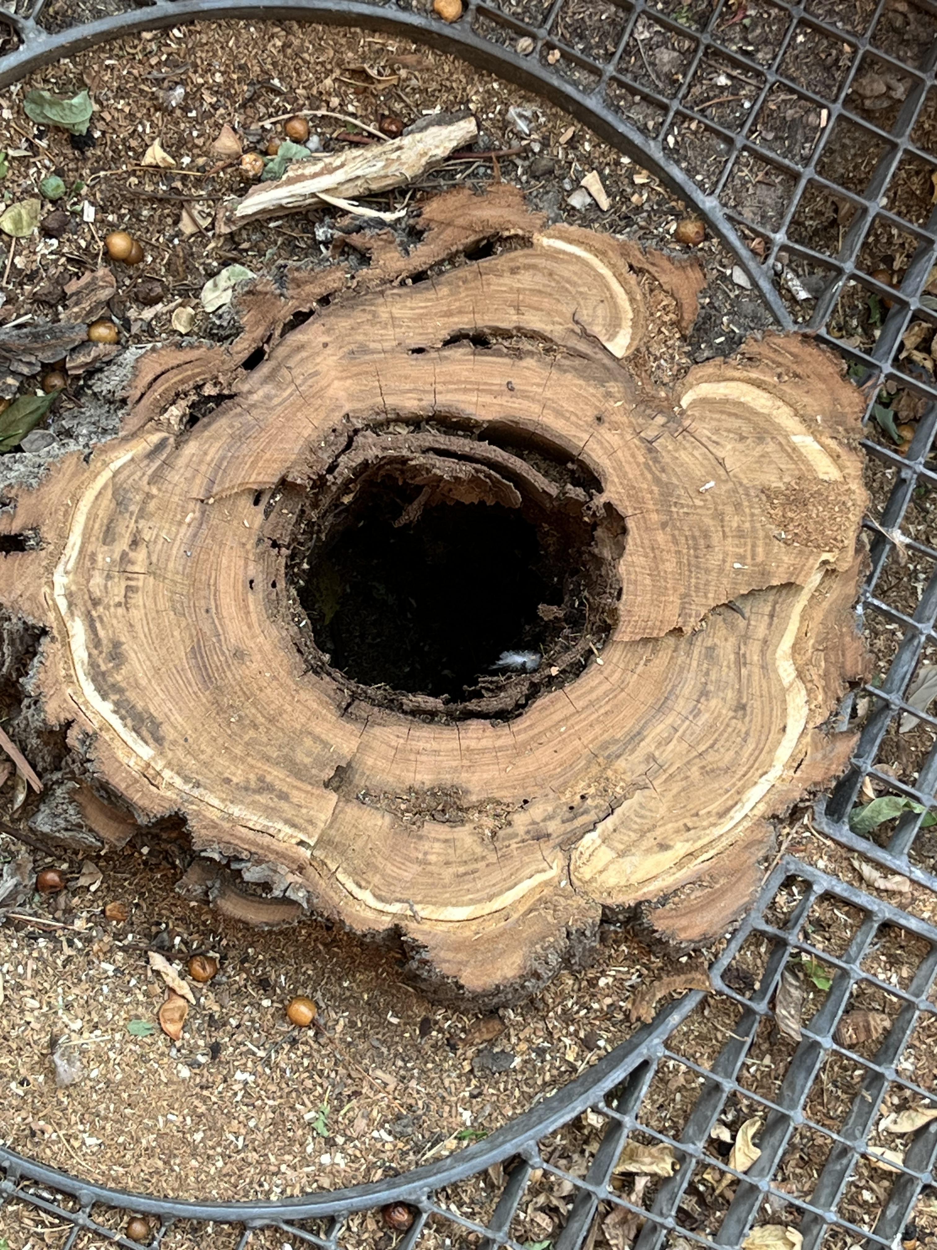 Tronc d'un dels arbres retirats.