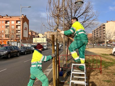 Dos operaris treballen en la plantació d'un dels lledoners.