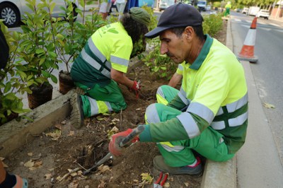 Treballadors de jardineria plantant arbustos aquest matí..