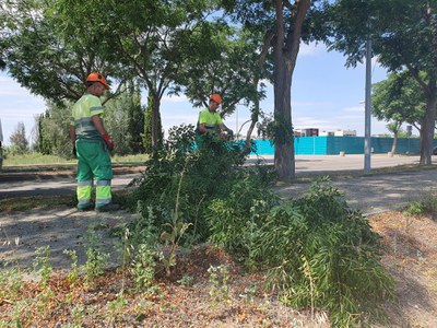 Els operaris del servei de jardineria retiren una de les branques que van caure durant la tempesta.