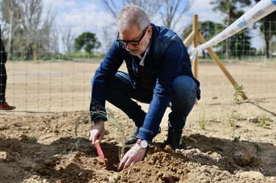 L'alcalde, Fèlix Larrosa, ha participat en la plantada.