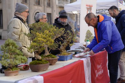A les parades del Mercat de la Rambla s'hi poden trobar fins i tot bonsais.