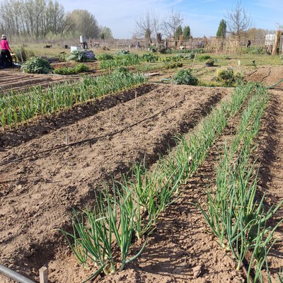 Un dels horts del Viver d’Agricultors de Rufea – Espai test de Ponent.