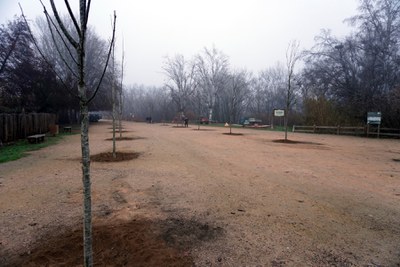 L'entrada al parc compta amb ara amb aquestes dues fileres d'arbres.