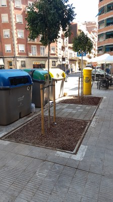 Els arbres plantats als clots dels antics contenidors són de l'espècie Koelreuteria paniculata.