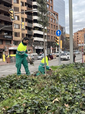 A la plaça Cervantes s'hi planten 18 arbres i més de 1.300 plantes herbàcies.