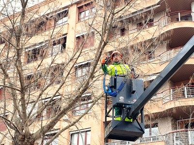 Un operari treballa tallant la brancada d'aquest arbre.