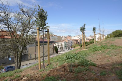Alguns dels arbres que s'han plantat.