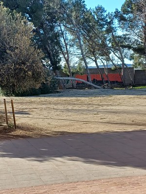 Un dels arbres del pati de l’escola Sant Jordi.