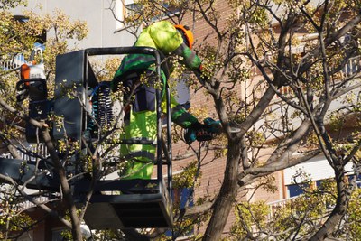 Un operari treballa tallant les branques d'un arbre.
