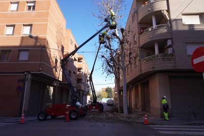 Esporga d'arbres al carrer Col·legi.