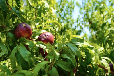 Fruita danyada per la pedra.