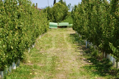 El vent ha fet caure molts kilos de fruita en aquesta finca.