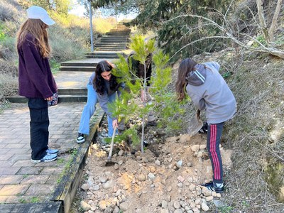 Un dels arbres que s'han plantat aquest matí.