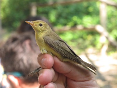 Imagen de alguien sujetando un pájaro (zarcero políglota o zarcero común).