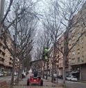 El Ayuntamiento de Lleida revisa el arbolado del recorrido de la Rúa de Carnaval para garantizar la seguridad