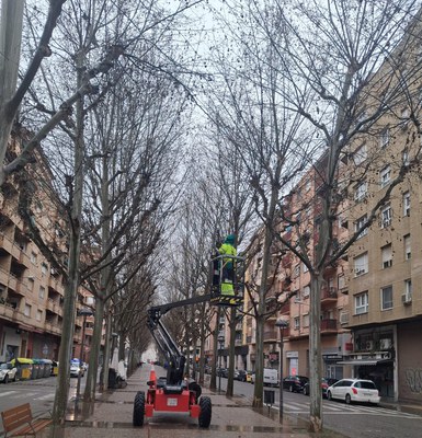 El Ayuntamiento de Lleida está llevando a cabo tareas preventivas de revisión y mantenimiento del arbolado situado en el recorrido de la Rúa de Carnaval con el objetivo de garantizar la seguridad de todas las personas participantes y del público asistente.