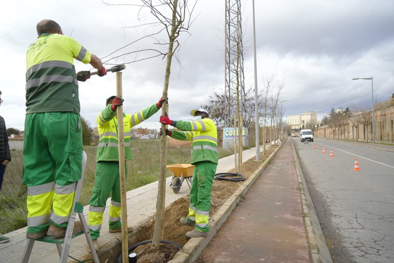 La campaña de plantación de árboles se ha iniciado en la calle Almeria