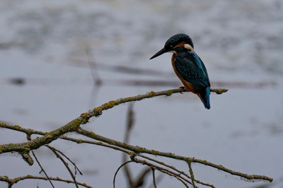 Los Humedales de Rufea acogen este domingo la celebración del Día Mundial de los Pájaros con dos actividades que tienen el objetivo de mostrar el abanico de especies de aves que viven en este espacio natural recuperado por el Ayuntamiento de Lleida.