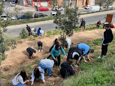 La plantación ha tenido lugar esta mañana en la colina de Gardeny.