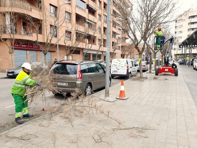 Tareas de poda, esta mañana en la calle Comtes d'Urgell.