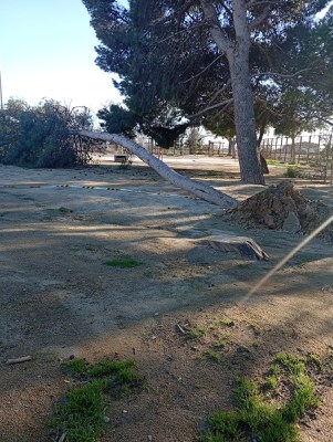 Uno de los árboles del patio de la escuela Sant Jordi.